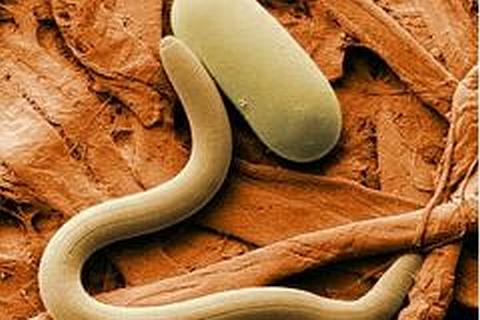 Nematoden