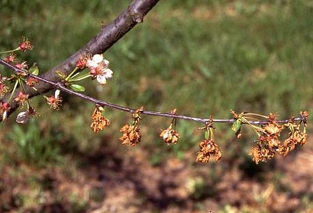 Monilia - absterbende Blüten